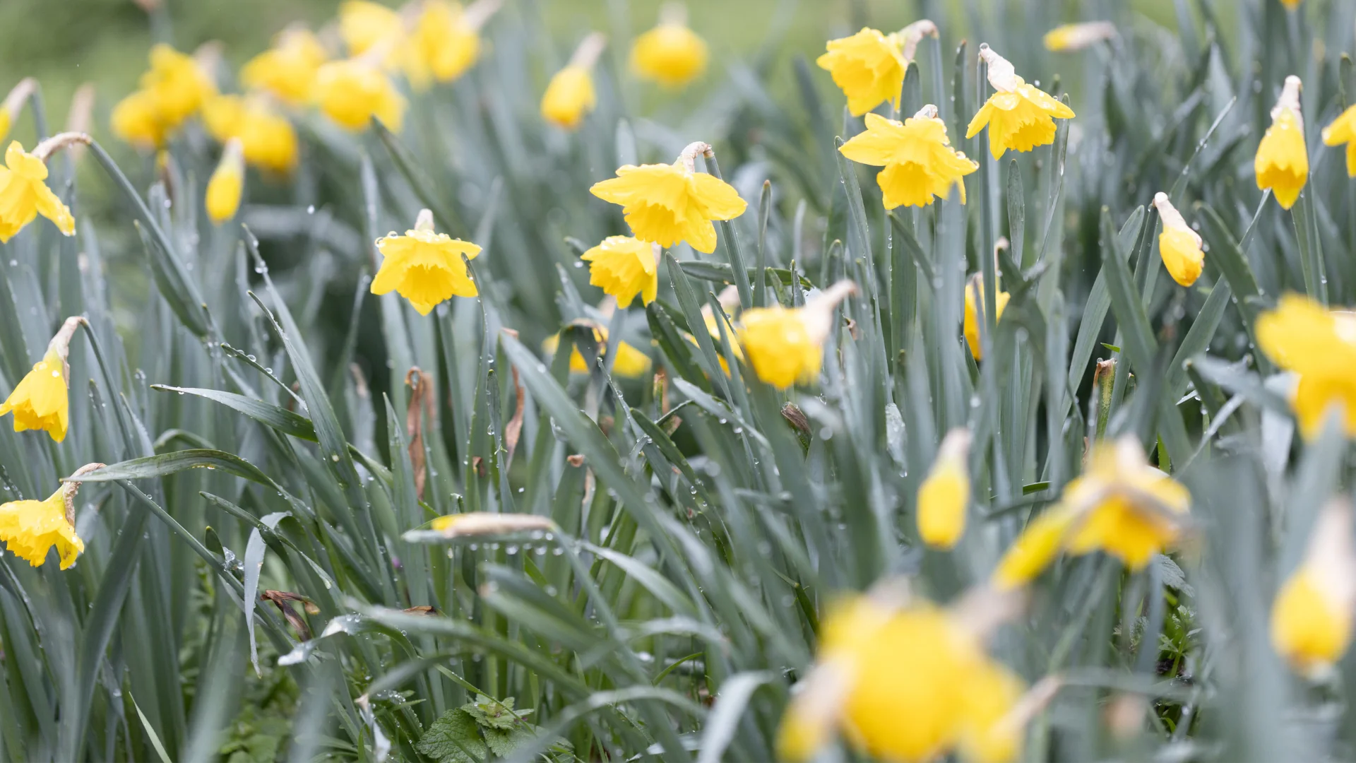 Flower field