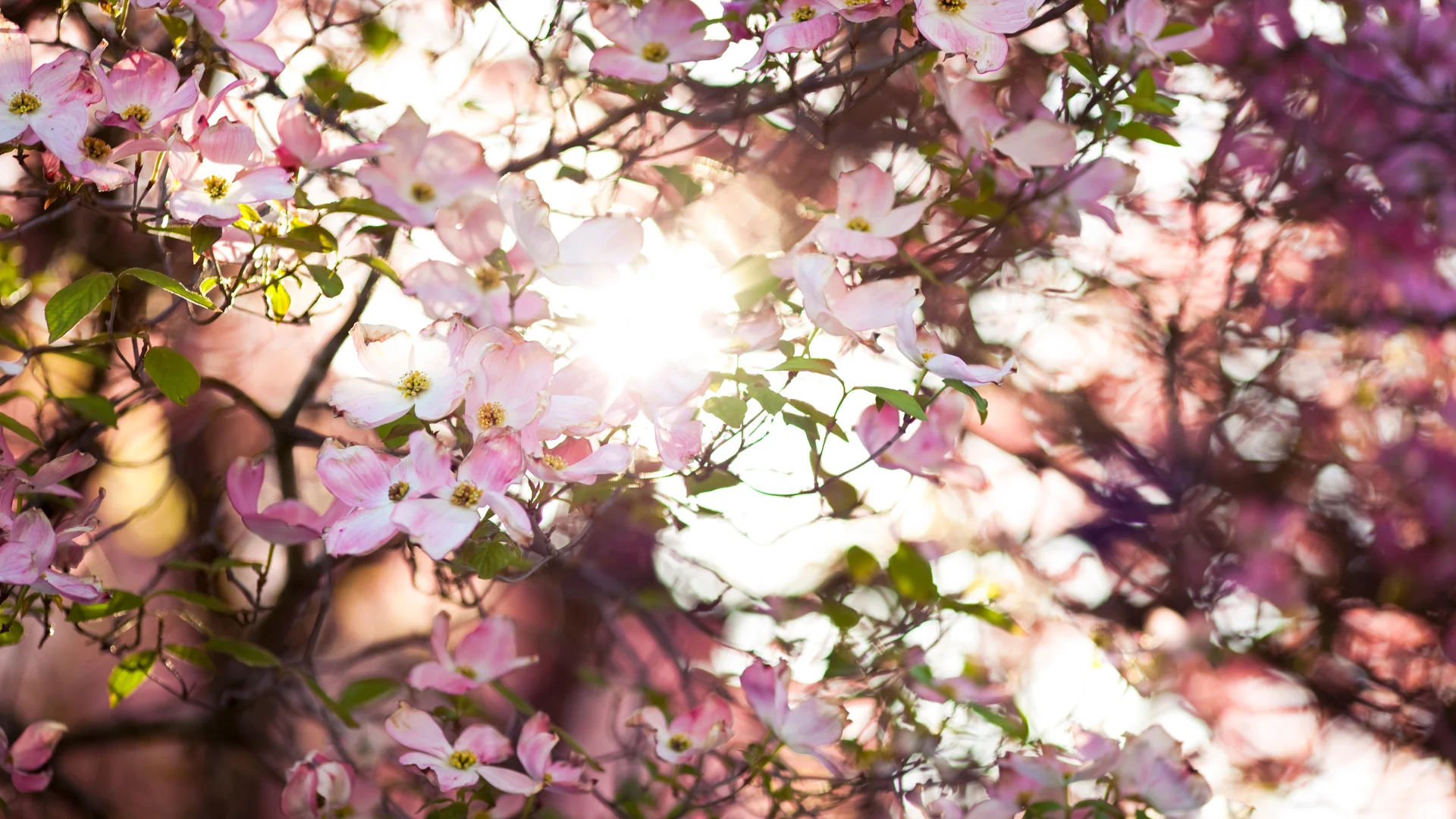 Flowers and the sun