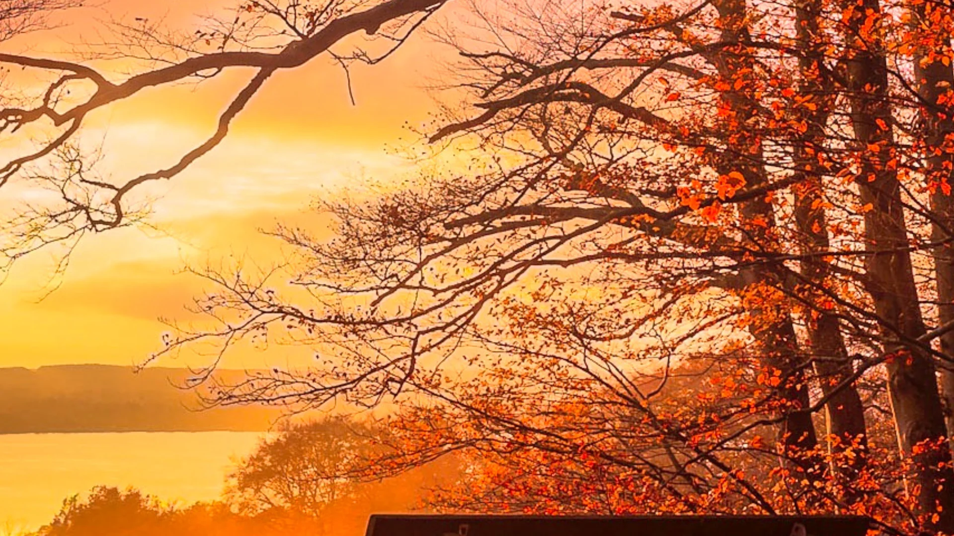 Trees/Forest
