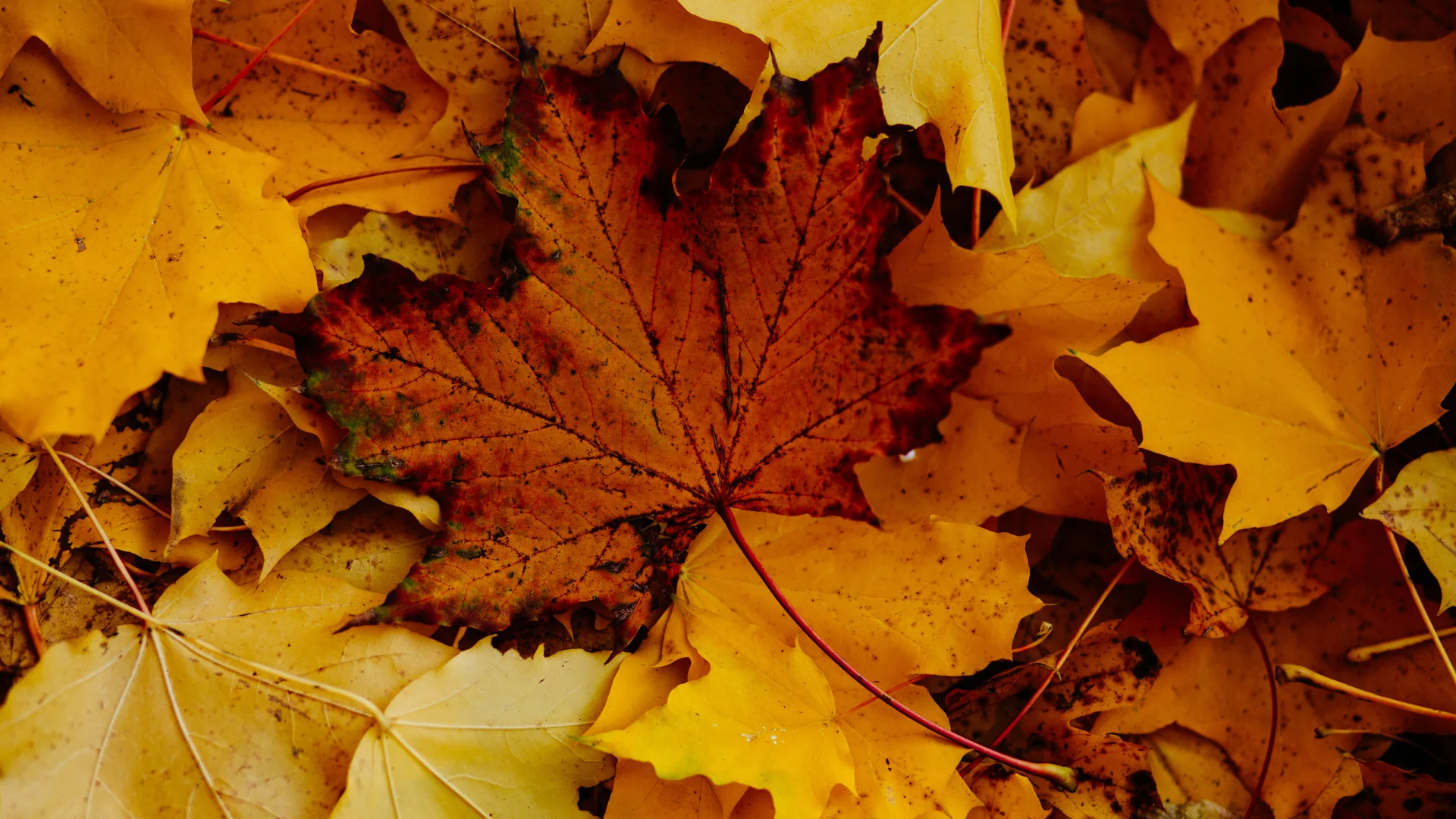 Autumn leaves