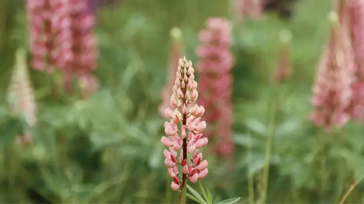 Summer flowers