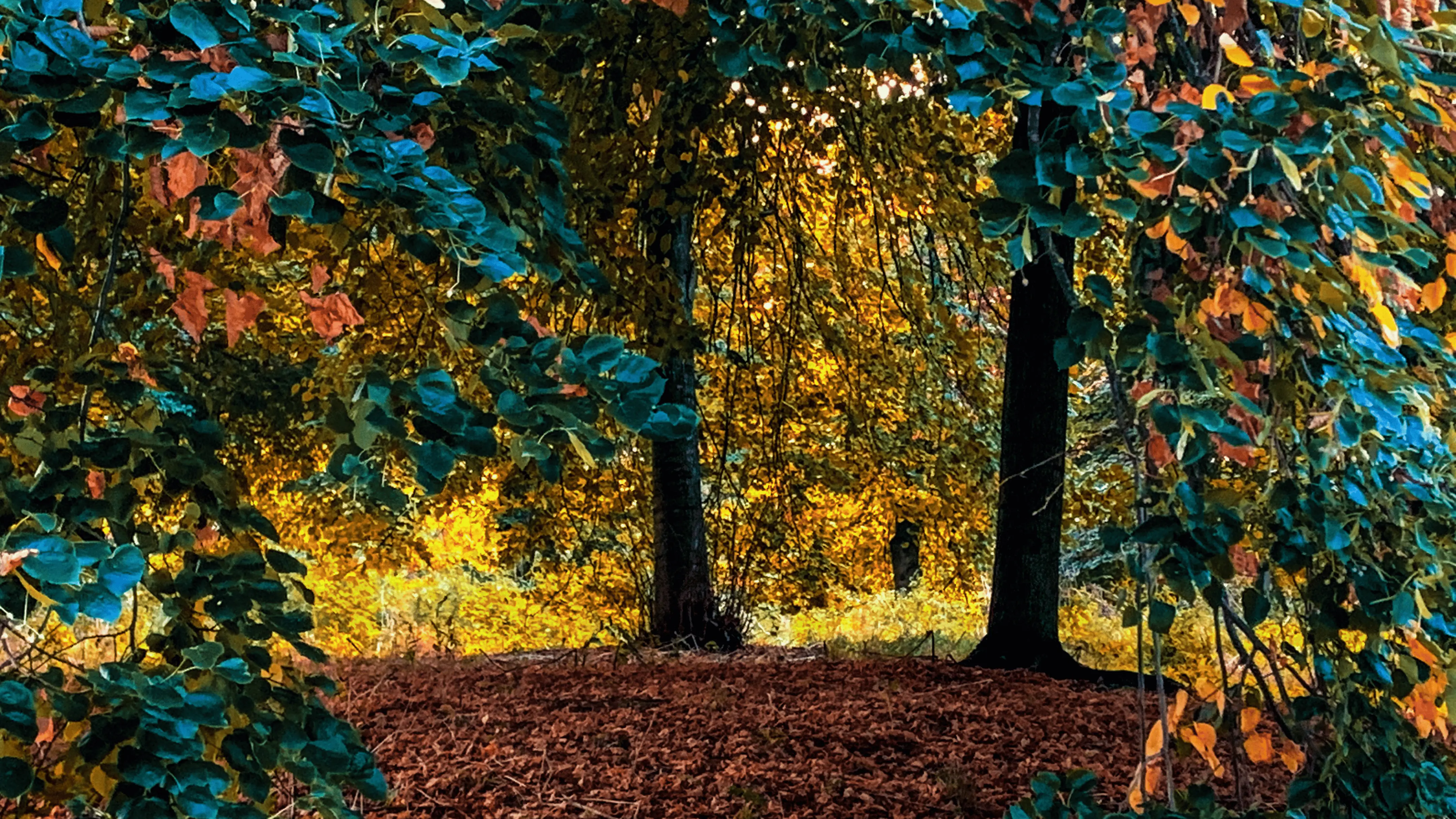 Autumn scene
