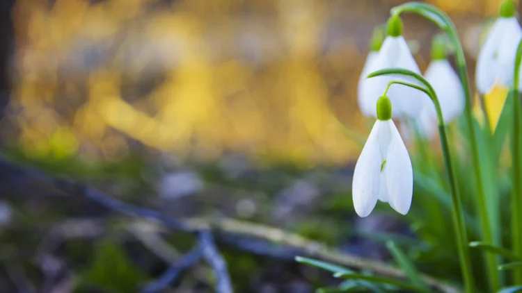 Snowdrops