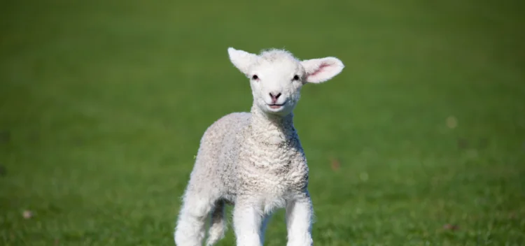 Lamb in field