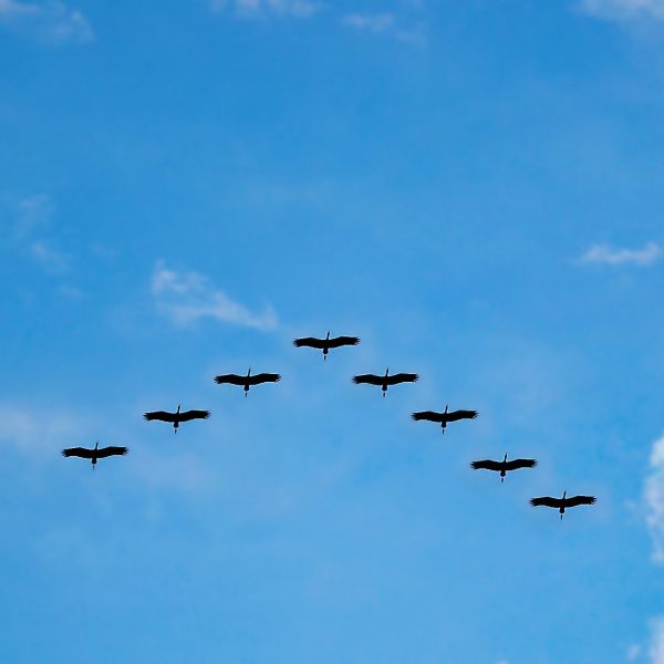 image of birds flying in formation to depict Universal Credit managed migration webinar from DWP